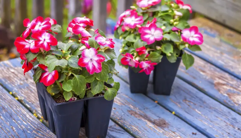 Deux pots d'impatiens de Guinée aux fleurs rose vif et blanches, prêts pour une exposition ensoleillée sur une table en bois bleu délavé.