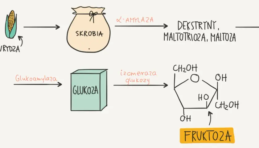Schemat produkcji syropu glukozowo fruktozowego: kukurydza -> skrobia -> glukoza -> fruktoza.
