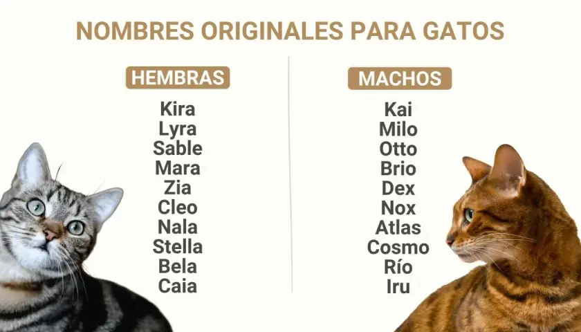 Listas de nombres originales para gatos, hembras y machos. ¡Encuentra el nombre perfecto para tu felino!