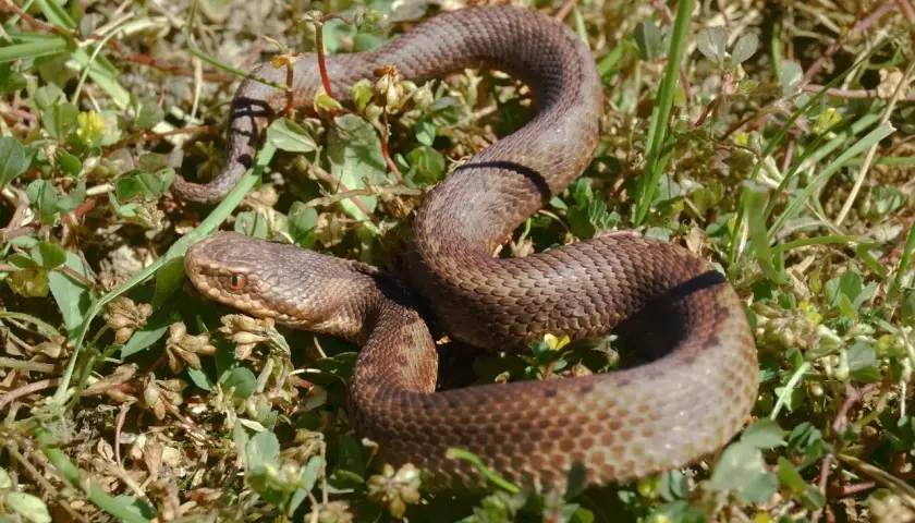 Brązowy wąż, czyli "serpiente" po hiszpańsku, wijący się wśród zielonej trawy i suchych liści.
