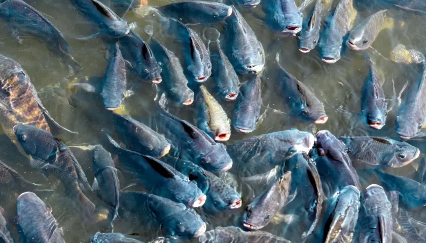 Pochodzenie ryby tilapia: naturalne środowisko i miejsca hodowli