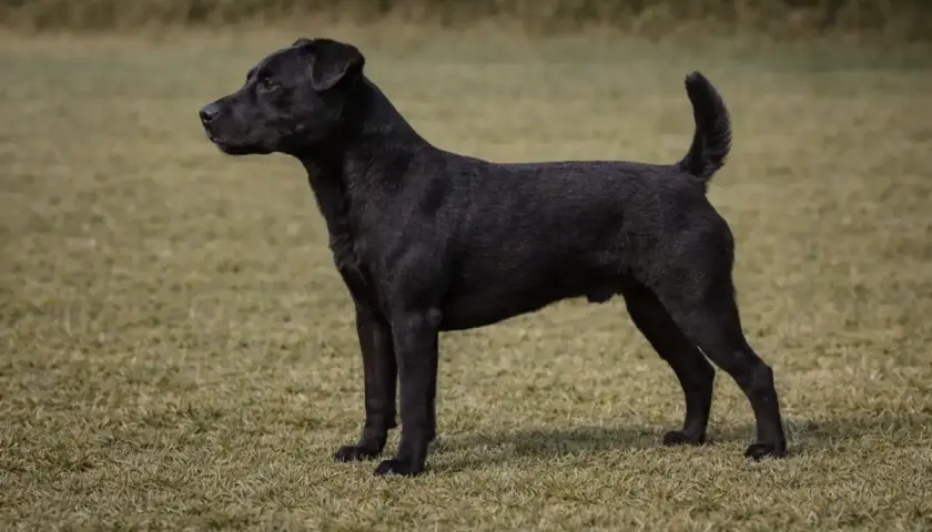 Ein schwarzer Patterdale Terrier steht auf einer grünen Wiese und blickt aufmerksam nach links.