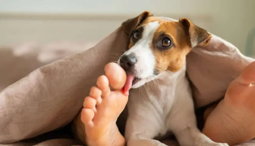 Piesek Jack Russell Terrier liże ludzką stopę pod kołdrą. Może to być oznaka przywiązania lub próba zaspokojenia ciekawości, dlaczego pies liże stopy.