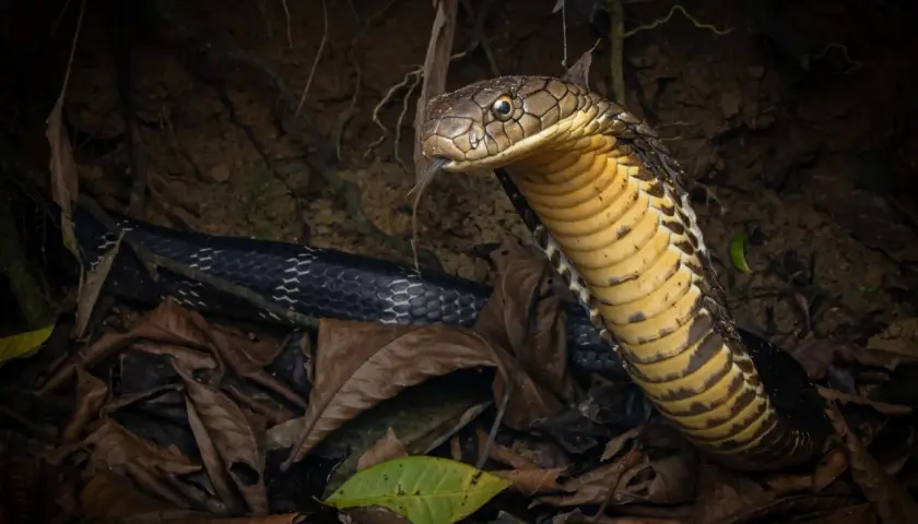 Una cobra real negra, con su cabeza dorada y escamas oscuras, emerge entre hojas secas.