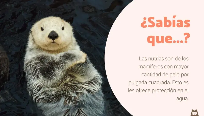Nutria flotando, un ejemplo de curiosidades de los mamíferos. Su denso pelaje la protege en el agua.