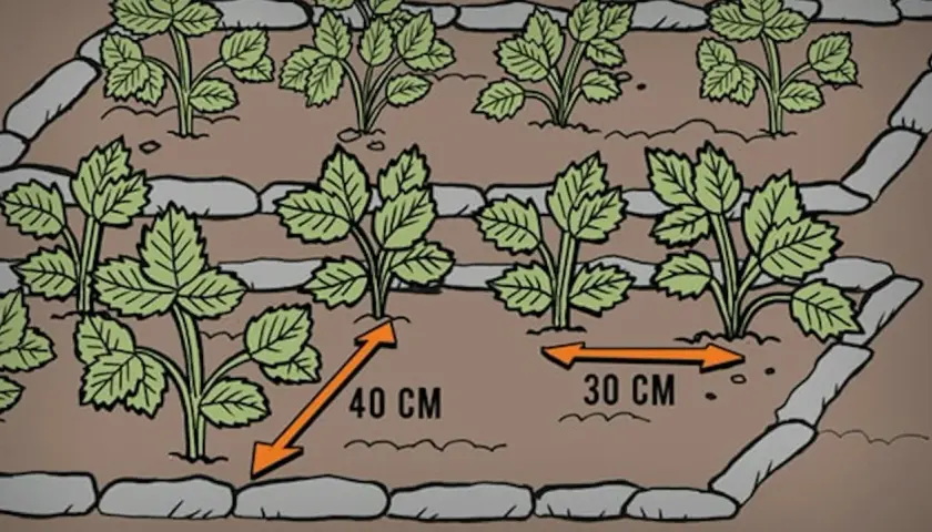 Sadzenie truskawek: odstępy 40 cm między rzędami i 30 cm w rzędzie zapewnią im miejsce do wzrostu.