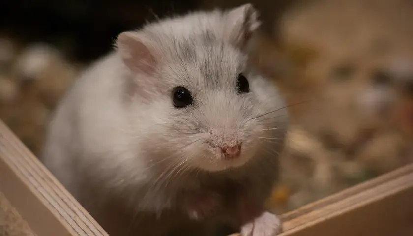 Uroczy, puszysty chomik szuka imienia. Może Puszka, Kuleczka albo Śnieżek?