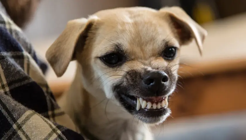 A small tan dog with a plaid blanket peeking into the frame bares its teeth in a way that makes you wonder, do dogs smile?
