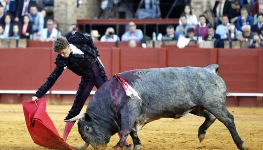 Un torero con traje de luces se enfrenta a un toro bravo en la arena. El público observa desde las gradas.