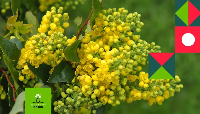 Kwitnąca mahonia, różne odmiany tej rośliny zachwycają żółtymi kwiatami. W tle zielony ogród.