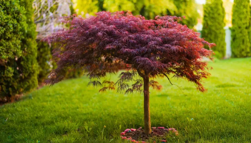 En vacker, mörkröd acer palmatum med finflikiga blad står stolt på en grönskande gräsmatta, omgiven av thuja och andra träd.