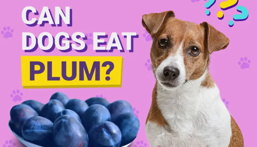 A dog looks curiously at a bowl of plums, with text asking "Can dogs eat plum?".