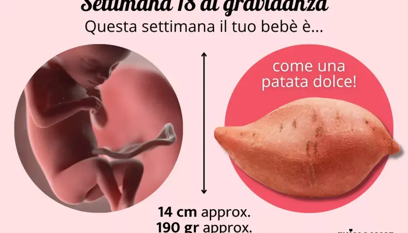 A 18 settimane di gravidanza, il tuo bebè è grande come una patata dolce, lungo circa 14 cm e pesa 190 grammi.
