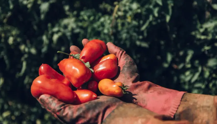 Hände in roten Handschuhen halten eine Ernte frischer, leuchtend roter San Marzano Tomaten vor einem grünen Hintergrund.