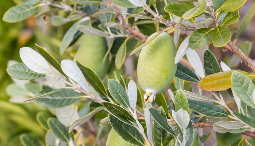 Goyavier du Brésil en pleine croissance, ses fruits verts et ses feuilles argentées promettent une belle récolte.