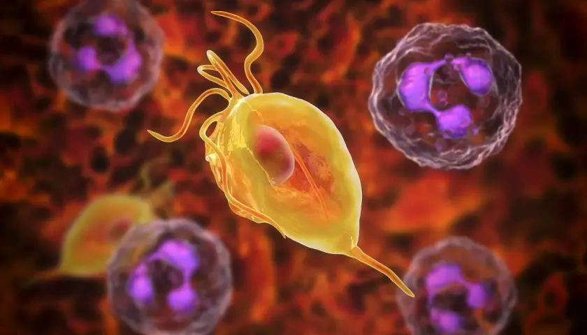 Rzęsistkowica: Giardia lamblia, pasożyt wywołujący rzęsistkowicę, otoczony przez białe krwinki.