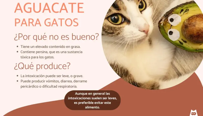Un gato mira un aguacate. El texto advierte que los gatos no deben comer aguacate por su grasa y persina tóxica.