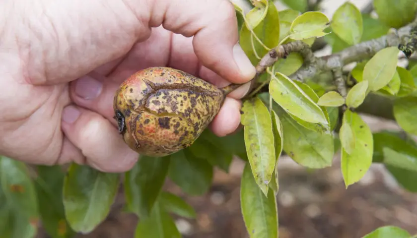 Main d'une personne tenant une poire affectée par la maladie du poirier, montrant des taches et des craquelures sur la peau du fruit.