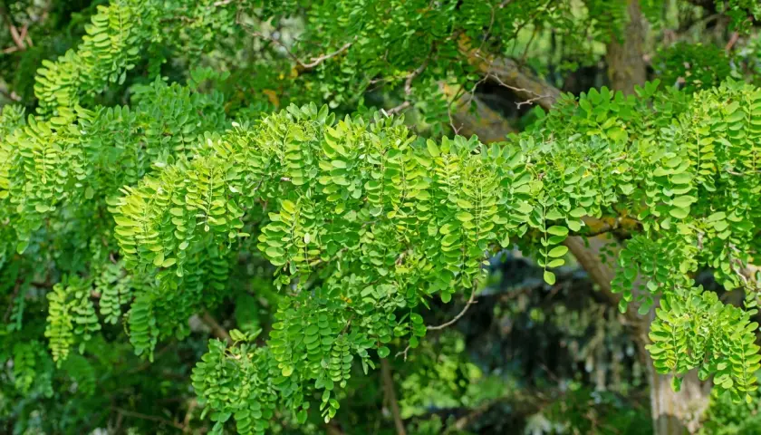 Rami di robinia carichi di foglie verdi. Attenzione alla robinia tossicità, le sue parti sono velenose.