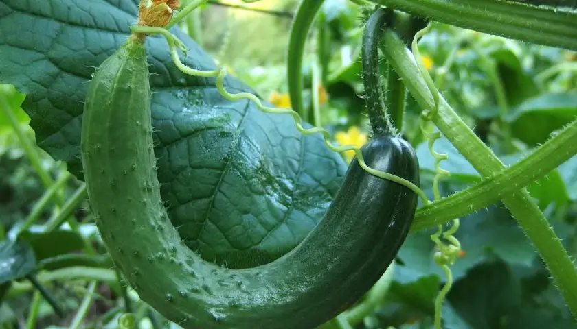 Un concombre vert, encore jeune, se courbe gracieusement sur sa tige. Sa taille est parfaite pour une future salade croquante.