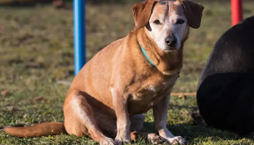 Ein brauner Hund im Welpensitz auf einer Wiese, mit einem blauen Halsband.