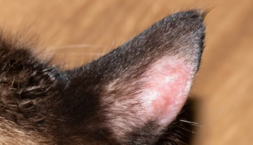 Nahaufnahme eines Katzenohrs mit kahlen, geröteten Stellen, die auf Hautpilz hindeuten.
