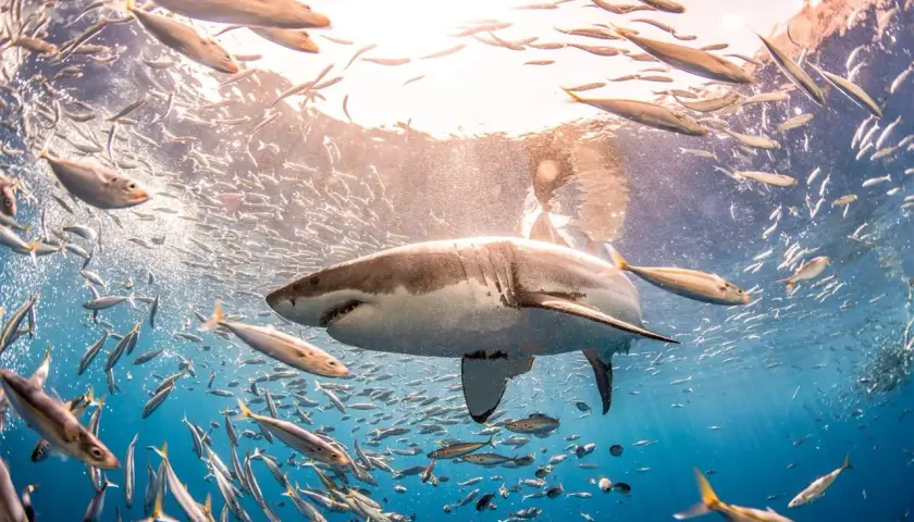 Un impresionante tiburón blanco de 12 metros nada entre bancos de peces plateados bajo la luz del sol.