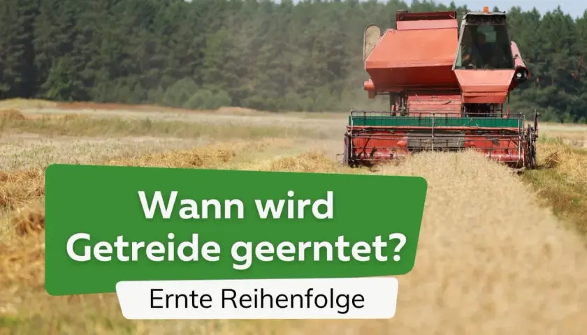 Ein Mähdrescher erntet Getreide auf einem Feld. Die Frage "Wann wird Getreide geerntet?" wird gestellt, mit dem Zusatz "Ernte Reihenfolge".