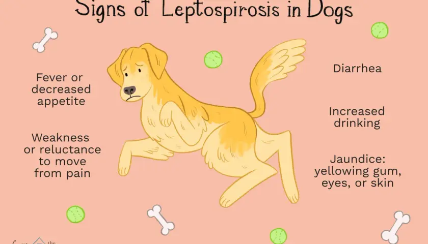 Illustration showing a sad dog with signs of leptospirosis: fever, decreased appetite, weakness, diarrhea, increased drinking, and jaundice.