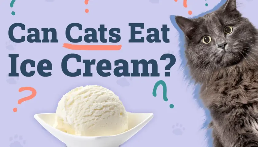 A fluffy grey cat looks curiously at a scoop of ice cream, as the text asks "Can Cats Eat Ice Cream?".