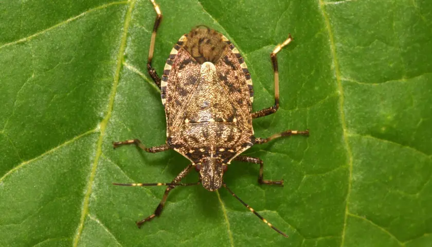 Una cimice cinese, con il suo carapace maculato, riposa su una foglia verde.