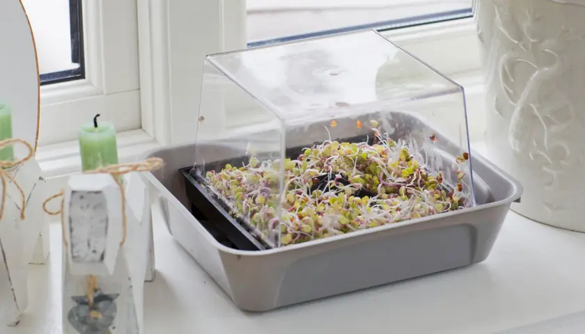 En bricka med färska groddar under ett plastlock, perfekt för att odla groddar hemma.