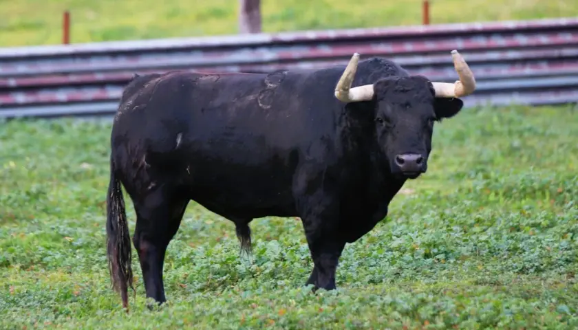 Toro negro imponente en un prado verde, símbolo de la ganadería Santa María.