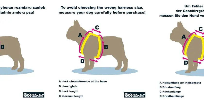 Szelki na ciągnięcie: Jaki typ wybrać i jak dopasować?