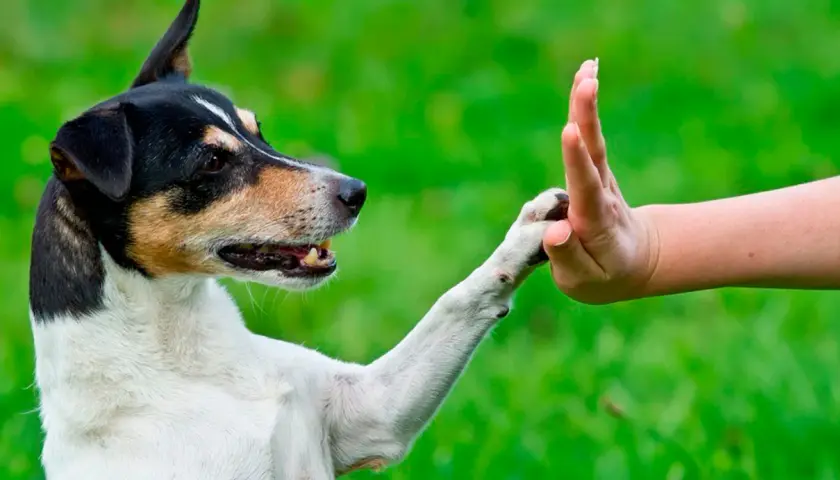 Un perro y un educador canino entrenan el gesto de "choca esos cinco" en un jardín verde.