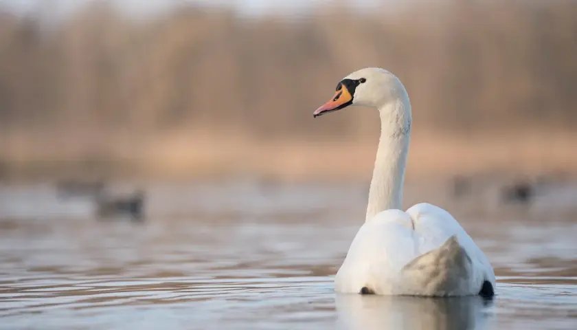 Łabędź na spokojnej wodzie, szukający miejsca, gdzie zimuja łabędzie. W tle rozmyte drzewa i inne ptaki.