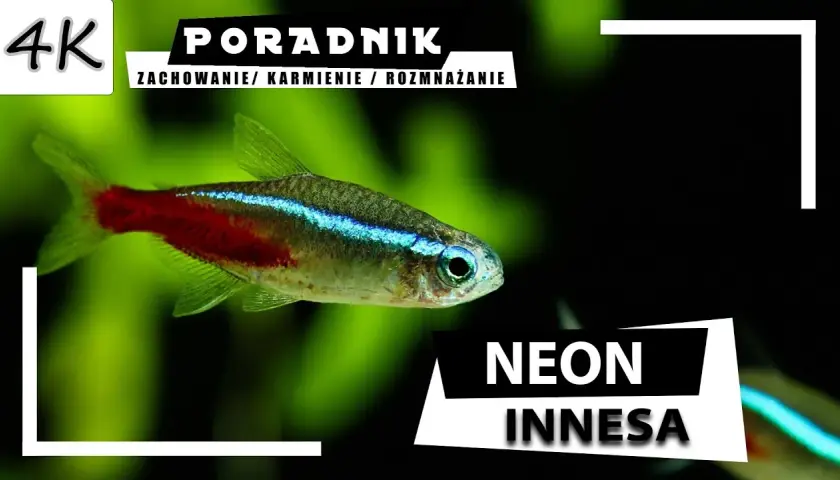 Jak karmić neonki, aby były zdrowe i szczęśliwe przez cały czas