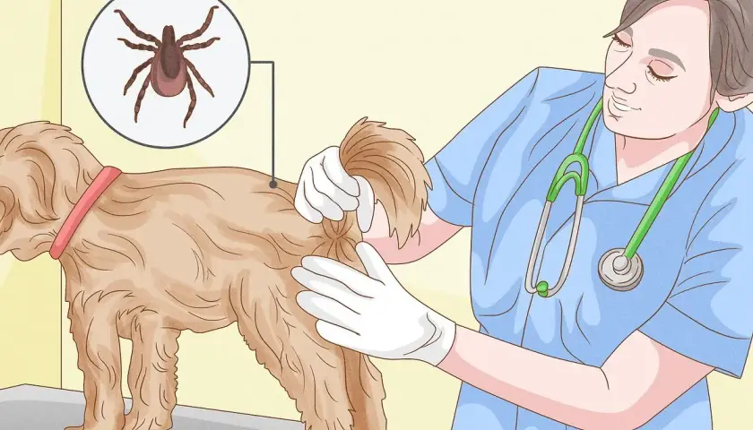 Veterinario mostra come togliere una zecca al cane, evidenziando la bestiola con un ingrandimento.