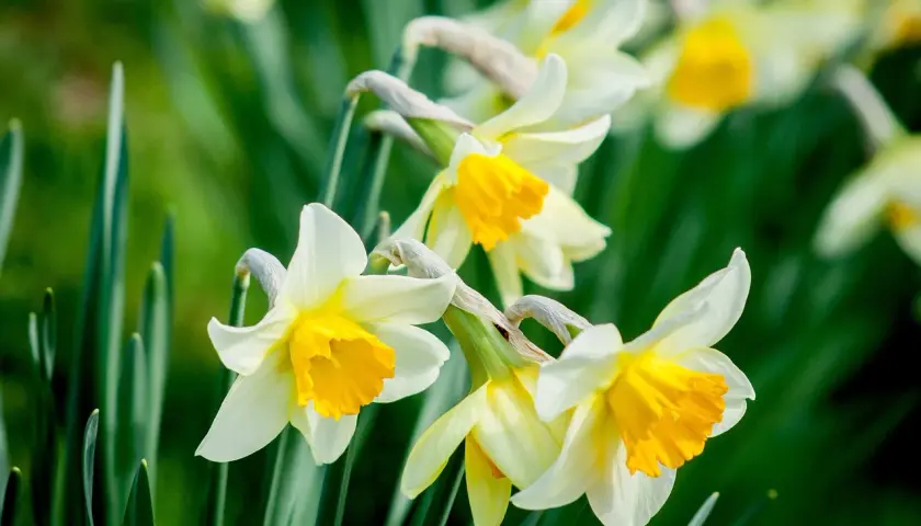 Des narcisses blancs et jaunes, symboles de renouveau, s'épanouissent dans un jardin verdoyant. Le daffodil signification est l'espoir.