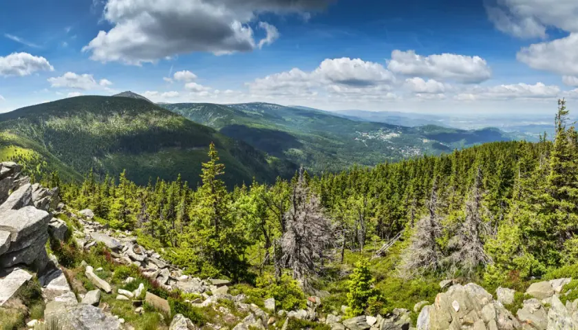 Majówka 2026 w Karkonoszach: skaliste zbocze, gęsty las świerkowy i widok na dolinę.