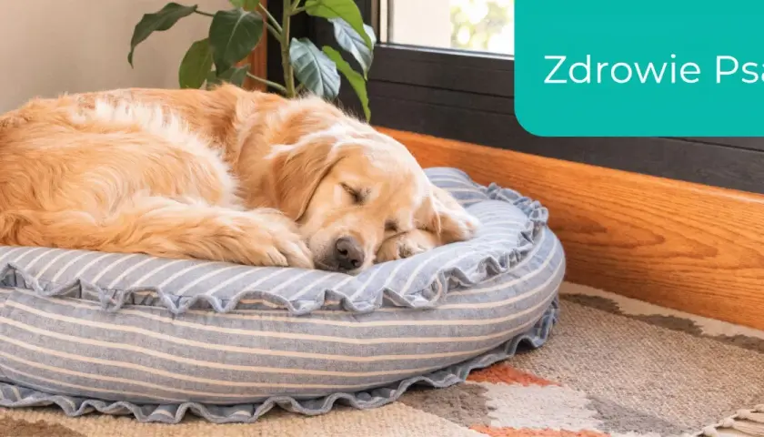 Złoty retriever śpi na wygodnym, łatwym do czyszczenia legowisku dla psa.