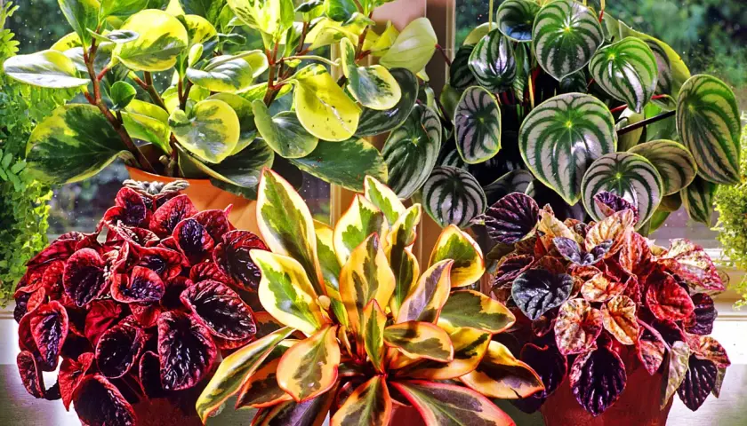 En samling vackra peperomia blomma-växter i krukor, med blad i olika färger och mönster.