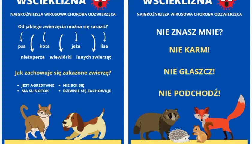 Objawy wścieklizny u kota: agresja, ślinotok, dziwne zachowanie. Nie zbliżaj się do chorych zwierząt. Zaszczep swojego pupila!