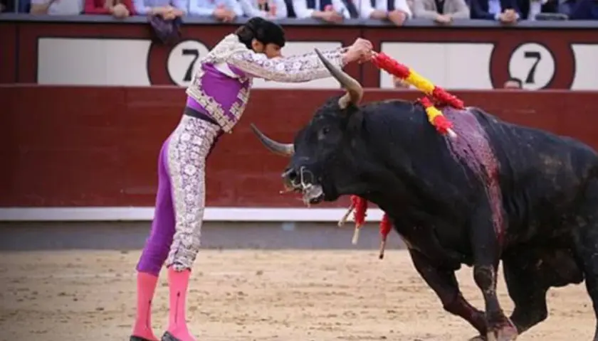 David Adalid, banderillero, se enfrenta a un toro bravo en la arena.