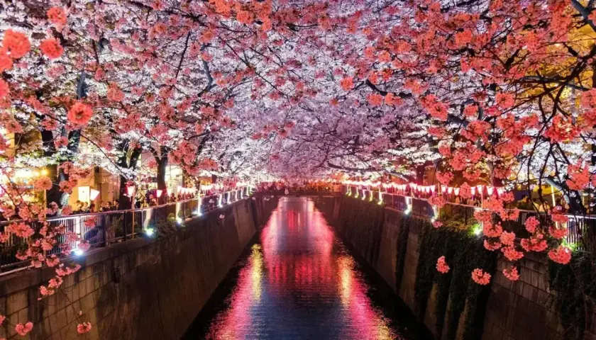 Kirschblüten über einem Kanal in Japan, beleuchtet von Laternen. Auch wenn **ist Japan teuer**, diese Anblicke sind unbezahlbar.