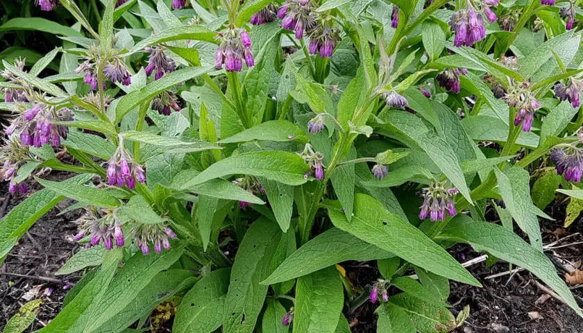 Ein dichtes Beet mit blühendem Beinwell, dessen lila Blütenstände und großen, grünen Blätter sich im Vordergrund ausbreiten.