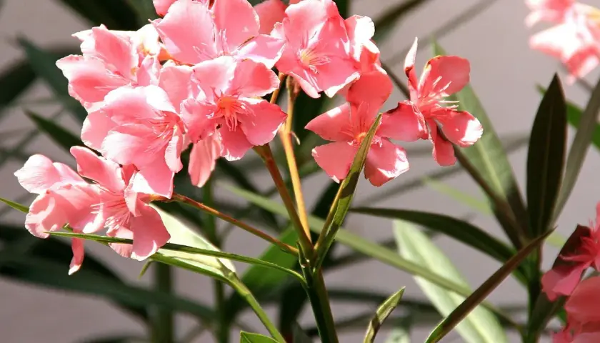Adelfa en maceta, con sus delicadas flores rosadas y hojas verdes, ilumina el espacio.