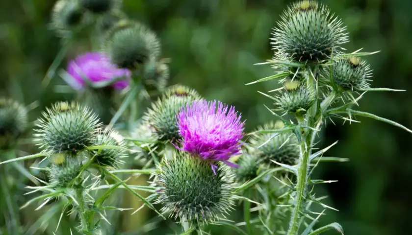 Chardon-Marie aux fleurs violettes, une plante sauvage qui pourrait nourrir un cheval.