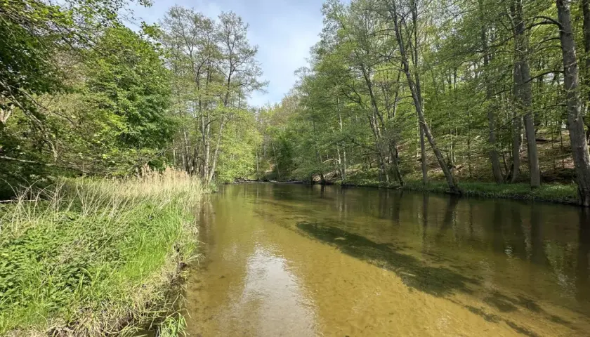 Zielona, bujna roślinność nad krystalicznie czystą rzeką. To idealne miejsce na relaks i odkrywanie lubuskich atrakcji.