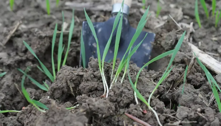 Młode źdźbła trawy wyrastają z ziemi obok łopatki. Widać, ile nasion trawy na m2 udało się zasiać.